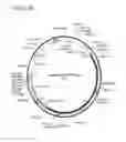 Fig. 06 - COMPOSITION AND METHODS OF GENOME EDITING OF B-CELLS