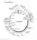 Fig. 09 - COMPOSITION AND METHODS OF GENOME EDITING OF B-CELLS