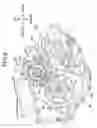 Fig. 07 - Internal combustion engine for saddle-ride type vehicle