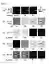 Fig. 06 - Electric field imaging method