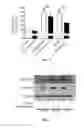 Fig. 05 - Screening method, a kit, a method of treatment and a compound for use in a method of treatement