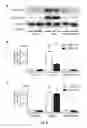 Fig. 08 - Screening method, a kit, a method of treatment and a compound for use in a method of treatement