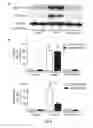 Fig. 09 - Screening method, a kit, a method of treatment and a compound for use in a method of treatement