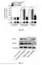 Fig. 14 - Screening method, a kit, a method of treatment and a compound for use in a method of treatement