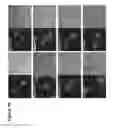 Fig. 76 - Activation of bioluminescence by structural complementation