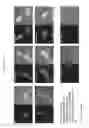 Fig. 77 - Activation of bioluminescence by structural complementation