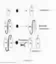 Fig. 09 - Linked Peptide Fluorogenic Biosensors