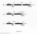 Fig. 10 - Linked Peptide Fluorogenic Biosensors