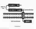 Fig. 25 - Linked Peptide Fluorogenic Biosensors