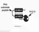 Fig. 35 - Linked Peptide Fluorogenic Biosensors