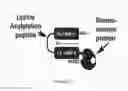 Fig. 37 - Linked Peptide Fluorogenic Biosensors