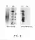 Fig. 04 - Methods and kits for assaying endoglycosidase activity