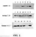 Fig. 03 - Dissolved protein arthritis markers