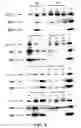 Fig. 04 - Dissolved protein arthritis markers