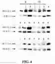 Fig. 05 - Dissolved protein arthritis markers