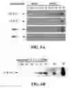Fig. 07 - Dissolved protein arthritis markers
