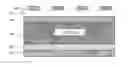Fig. 01 - Chalcogen back surface field layer