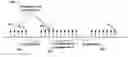 Fig. 01 - Multicarrier signal transmission in wireless communications