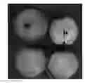 Fig. 01 - Apple Tree Named 'Y102'
