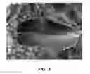 Fig. 04 - Apple Tree Named 'Y102'