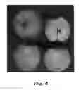 Fig. 05 - Apple Tree Named 'Y102'