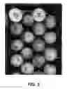 Fig. 06 - Apple Tree Named 'Y102'