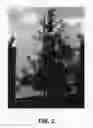 Fig. 02 - Apple tree named 'HC2-1'