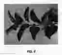 Fig. 05 - Apple tree named 'HC2-1'