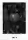 Fig. 07 - Apple tree named 'HC2-1'