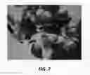 Fig. 08 - Apple tree named 'HC2-1'