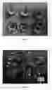 Fig. 03 - FRAGARIA PLANT NAMED 'SRV36'