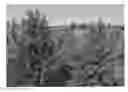 Fig. 01 - Chamaecyparis 'MonYur'