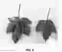 Fig. 06 - Hop plant named 'BRU-1'