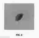 Fig. 07 - Hop plant named 'BRU-1'