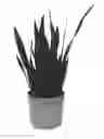 Fig. 01 - Sansevieria plant named 'BLACK PRINCESS SANDY'