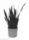 Fig. 02 - Sansevieria plant named 'BLACK PRINCESS SANDY'
