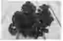 Fig. 01 - Campanula plant named 'PKM07'