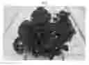 Fig. 02 - Campanula plant named 'PKM07'