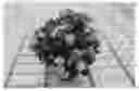 Fig. 01 - Campanula plant named 'PKM06'