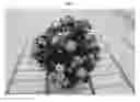 Fig. 02 - Campanula plant named 'PKM06'