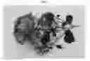 Fig. 03 - Campanula plant named 'PKM06'