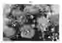 Fig. 04 - Campanula plant named 'PKM06'