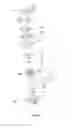 Fig. 27 - Grass trimmer, operating method thereof and control method thereof