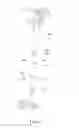 Fig. 37 - Grass trimmer, operating method thereof and control method thereof