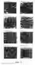 Fig. 03 - METHOD OF HARVESTING CRUCIFEROUS SPROUTS FOR INCREASING THE AMOUNT OF GLUCOSINOLATE IN CRUCIFEROUS SPROUTS
