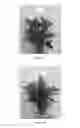 Fig. 02 - having reduced pollen content and method for the preparation thereof