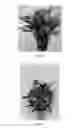 Fig. 05 - having reduced pollen content and method for the preparation thereof