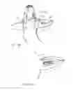 Fig. 10 - Animal tag