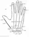 Fig. 01 - FORCE GROUNDING WRISTBAND FOR HAPTIC GLOVE