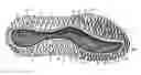 Fig. 01 - Sole structure for an article of footwear with first and second midsole bodies